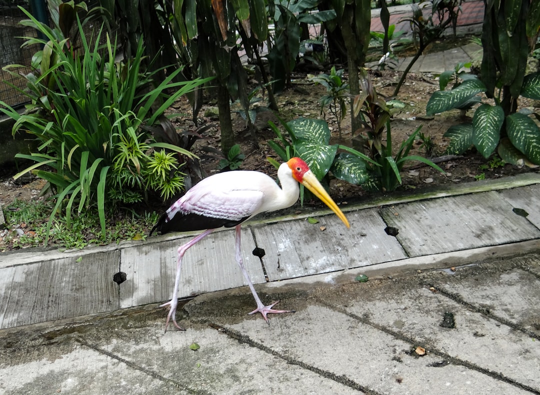 Dyreparker i Kuala Lumpur: Oppdag Dyrelivet og Bevaring